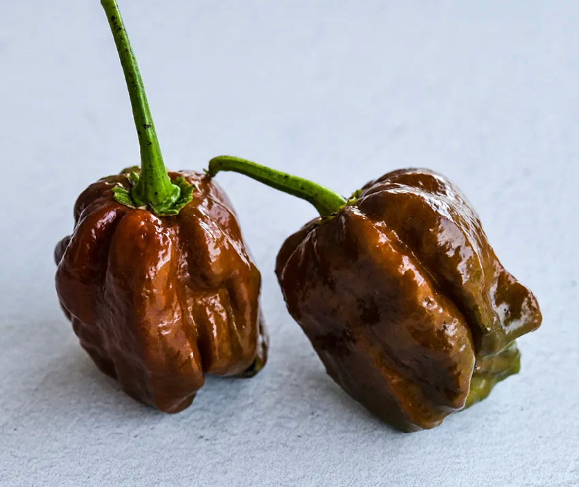 Hot Pepper Trinidad Scorpion