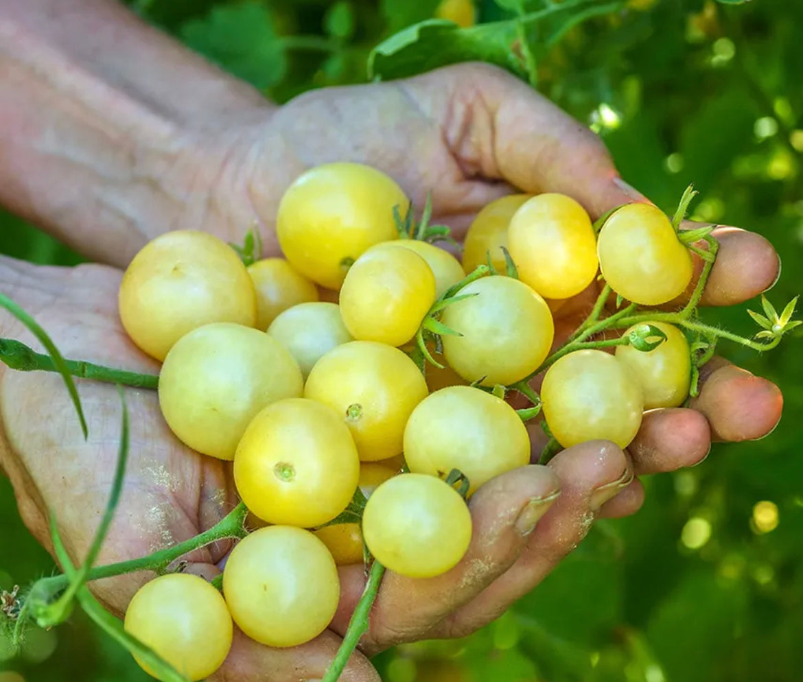 Tomato Chardonnay Lush