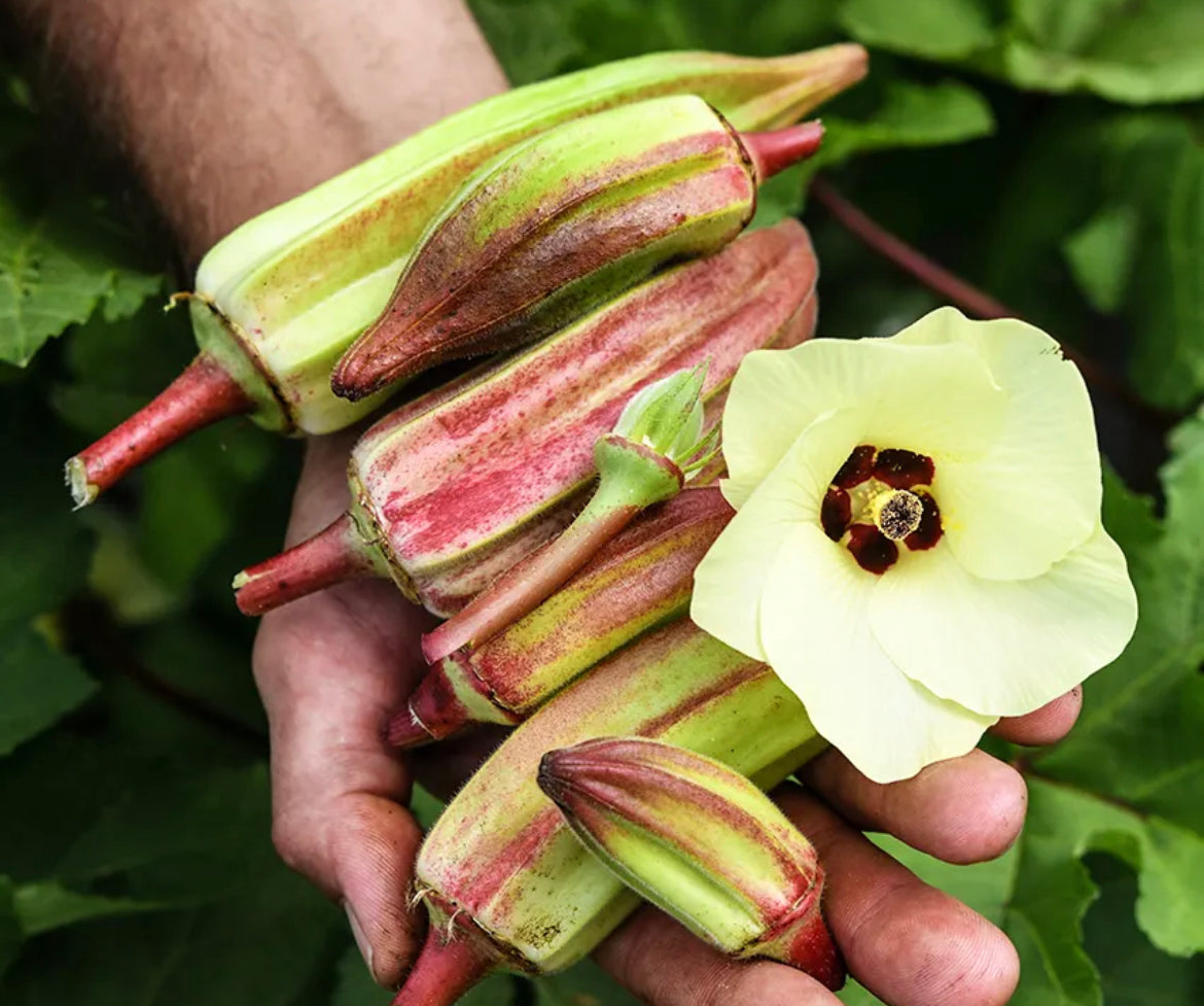 Okra Alabama Red