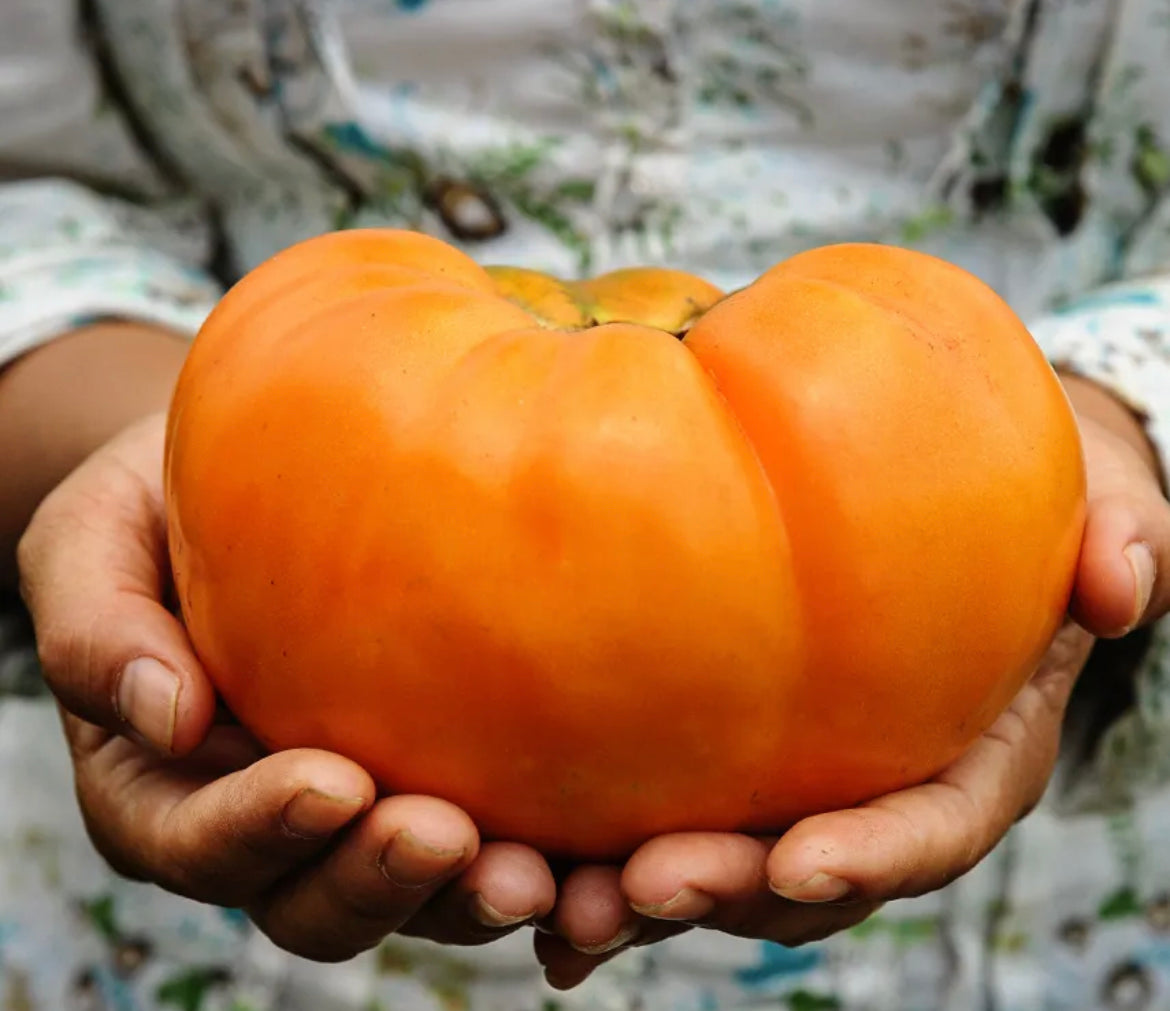 Tomato Dr. Wyche’s Yellow