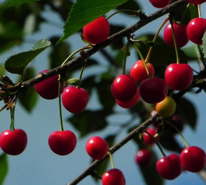 Tree Cherry Early Ruby