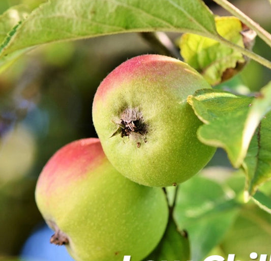 Tree Fruit Apple Ein Shemer