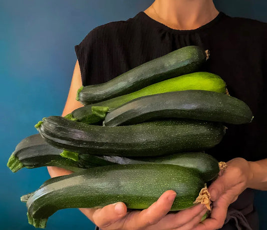 Squash Zucchini Black Beauty