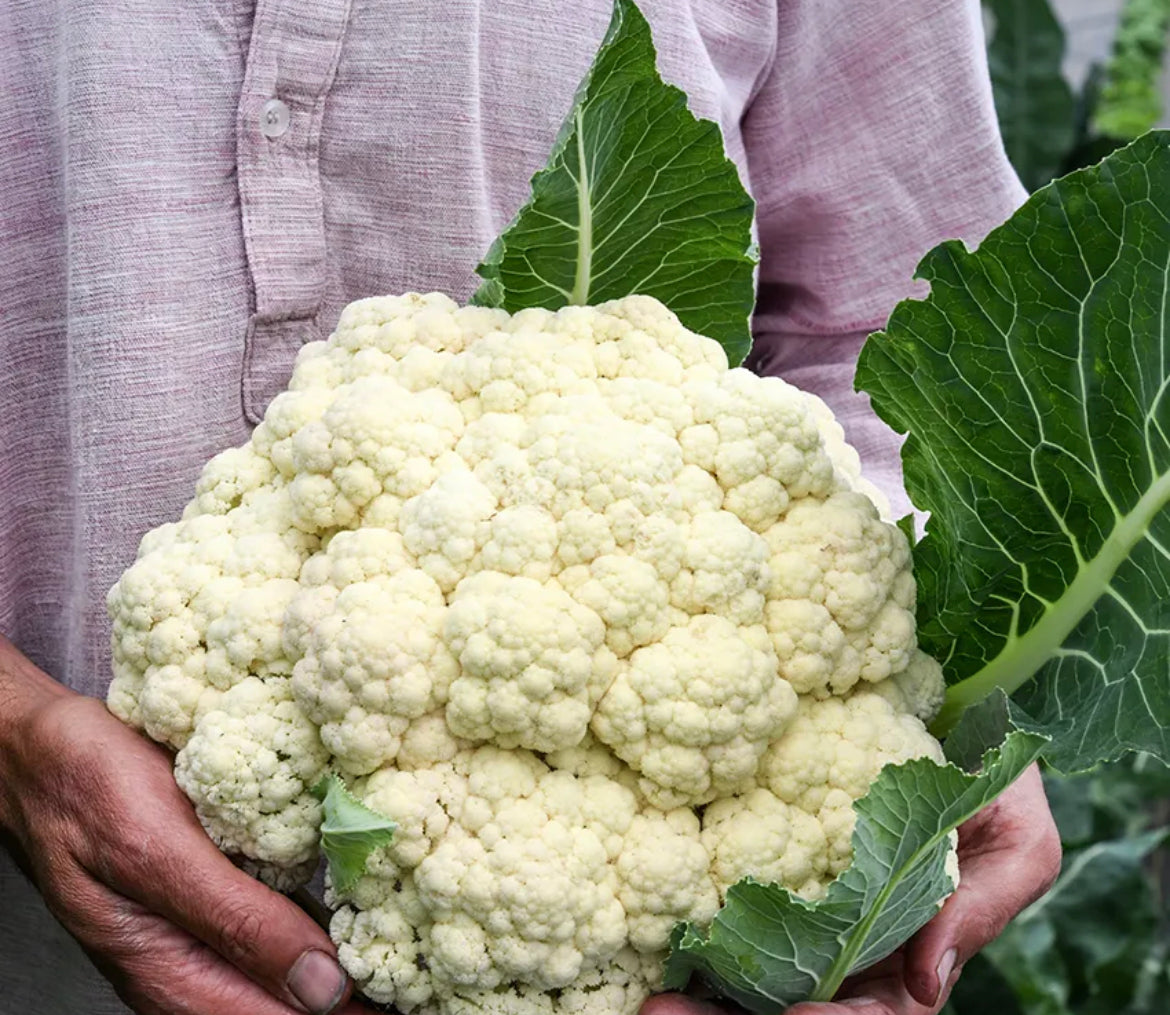 Cauliflower Seeds Rober