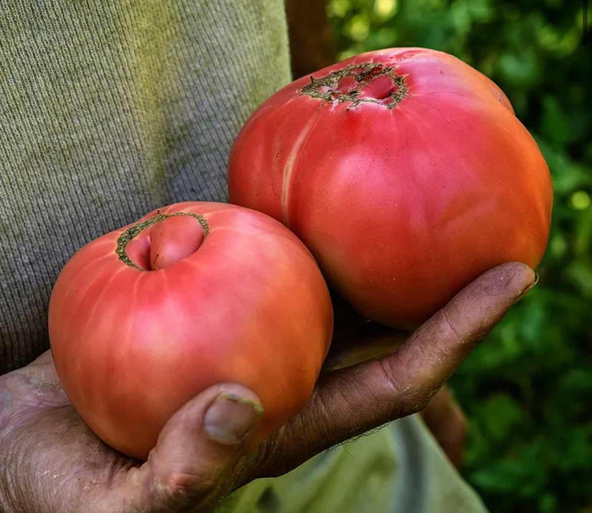 Tomato Brandyvine