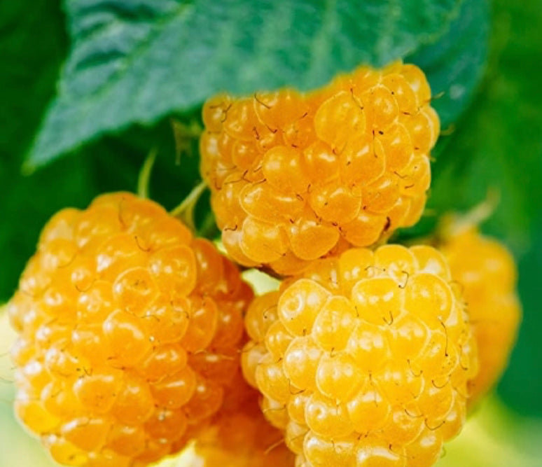 Bush Raspberry Gold