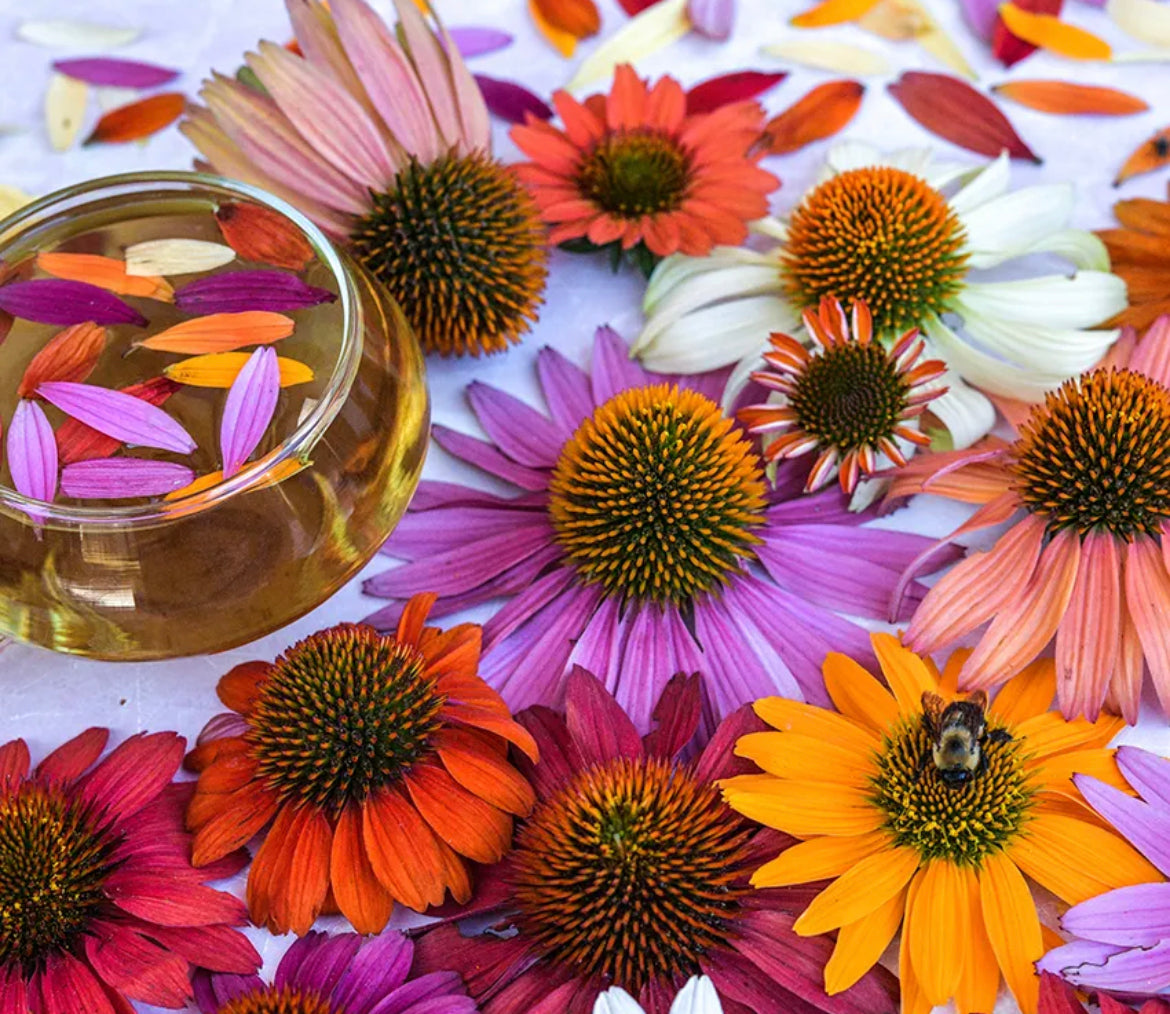 Herb Echinacea Paradiso Mix