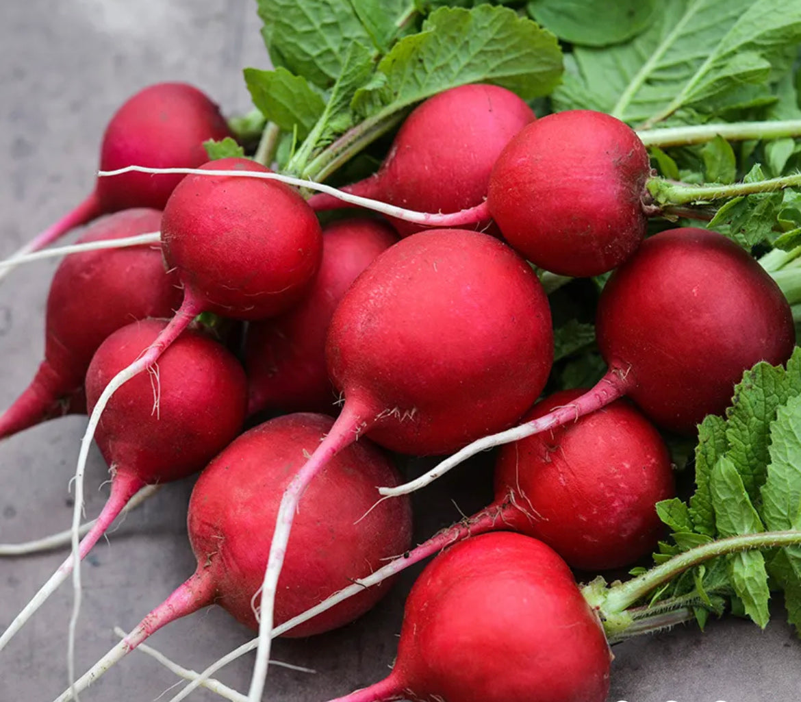 Radish Early Scarlet Globe