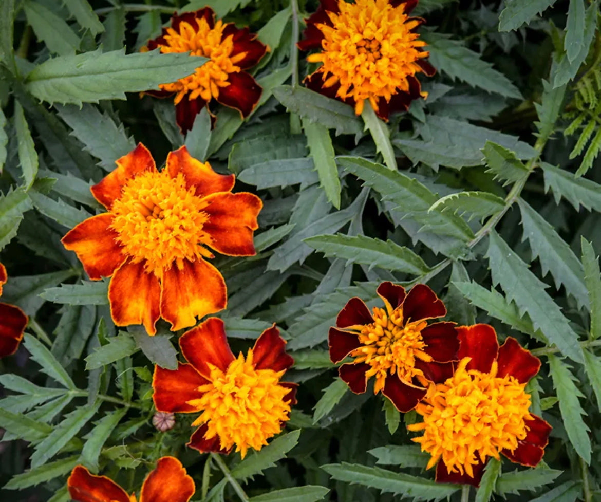 Flower Medicinal Marigold