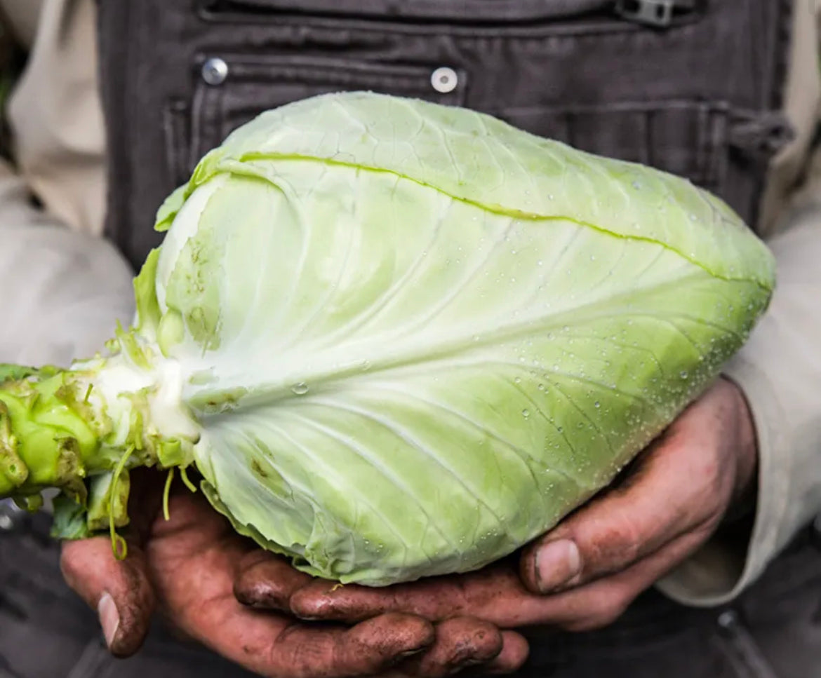 Cabbage Cour Di Bue