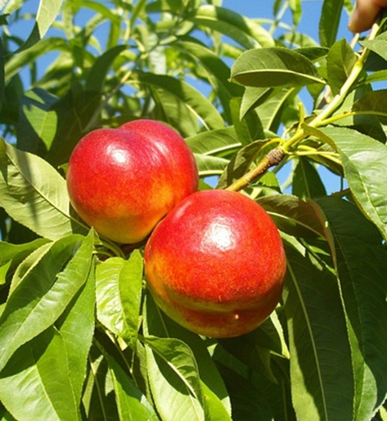 Tree Nectarine Ruby Grand