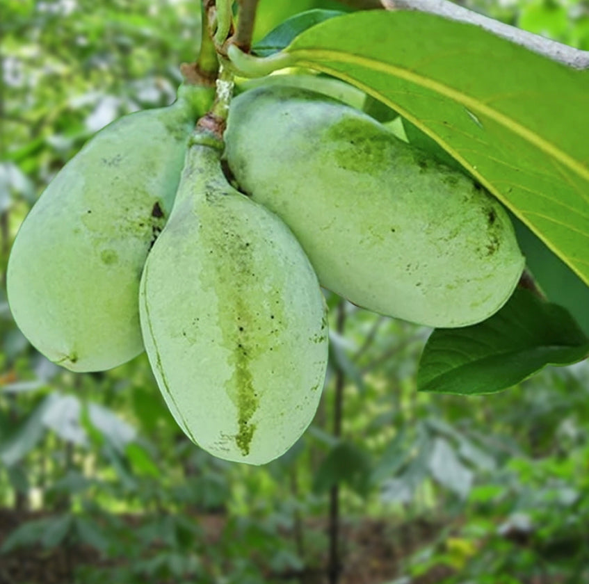 Tree Fruit Paw Paw