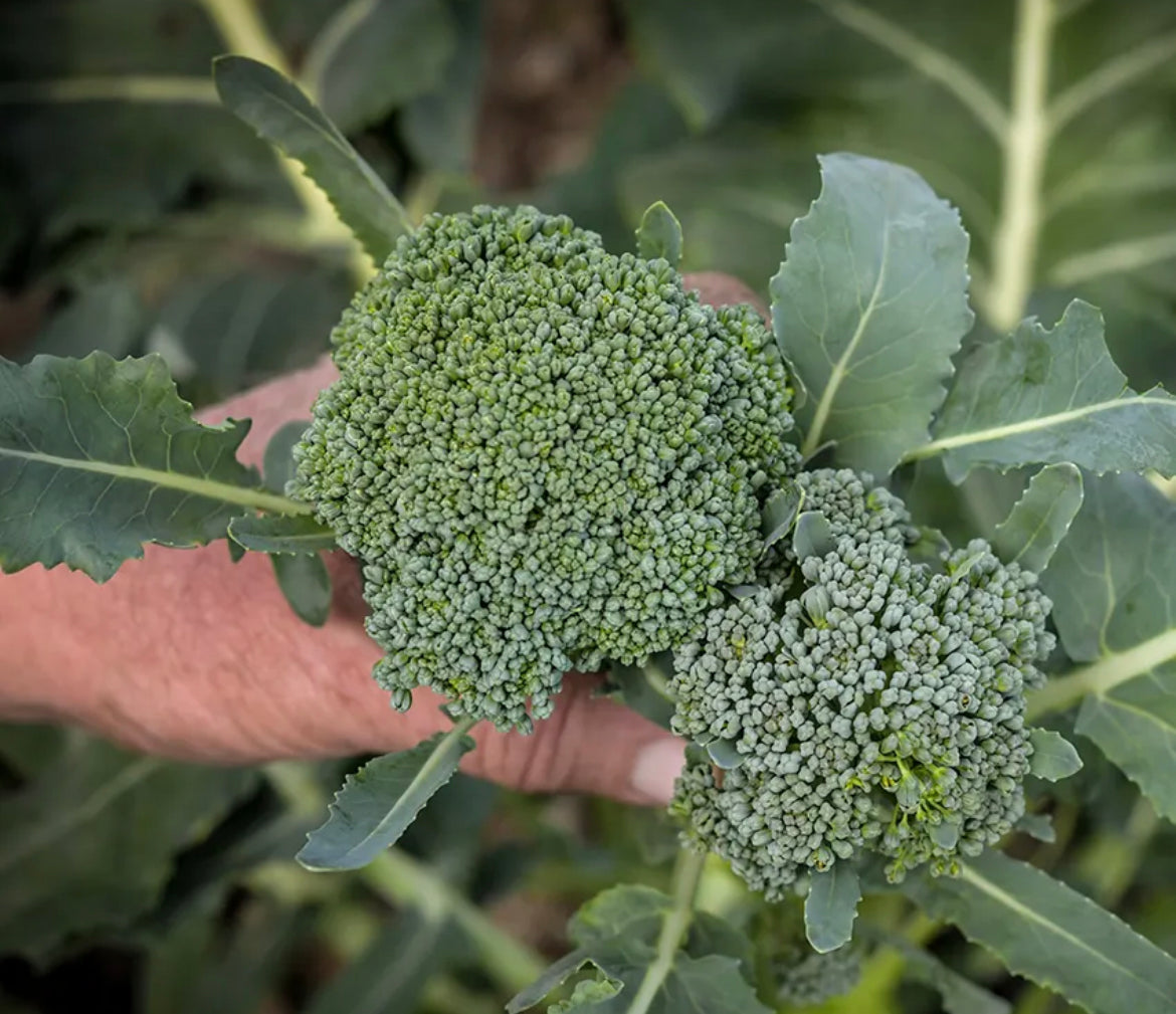 Broccoli Waltham