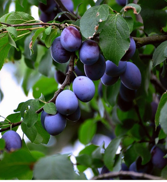 Tree Fruit Plum Blue Damson