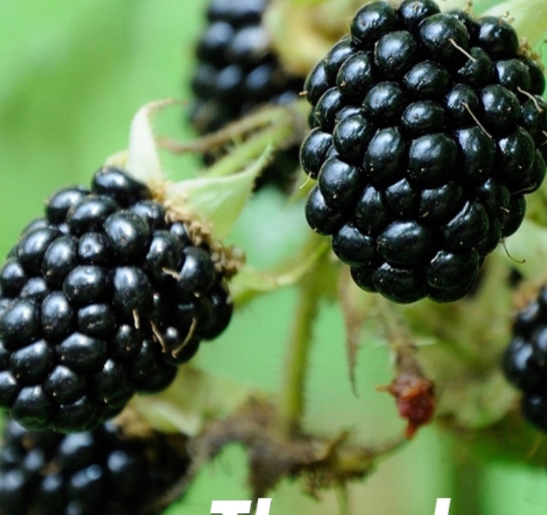 Bush Fruit Blackberry Thornless