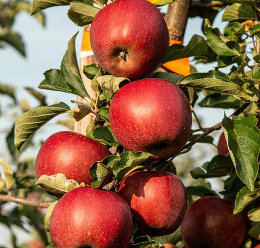 Tree Fruit Apple Honeycrisp