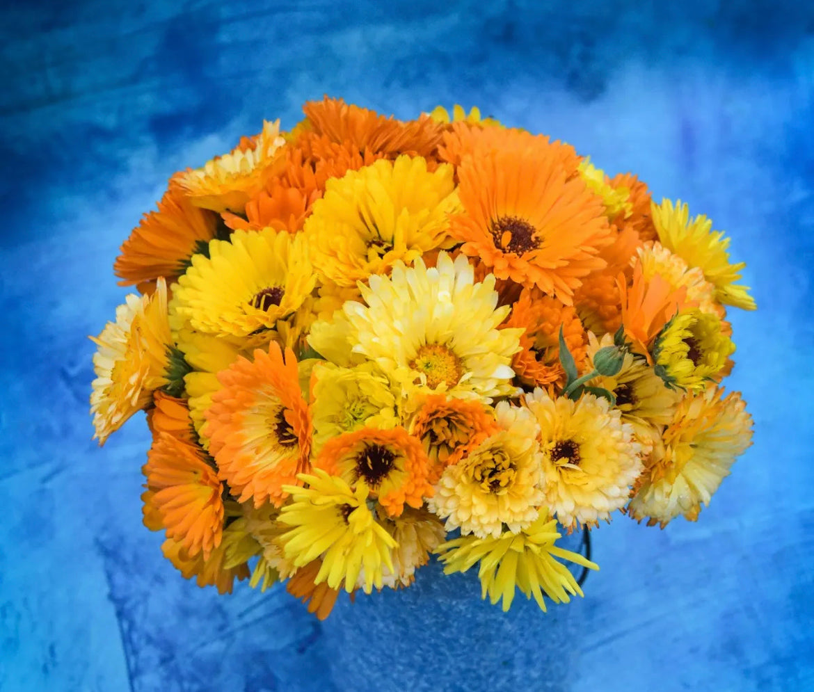 Flower Medicinal Calendula Mix