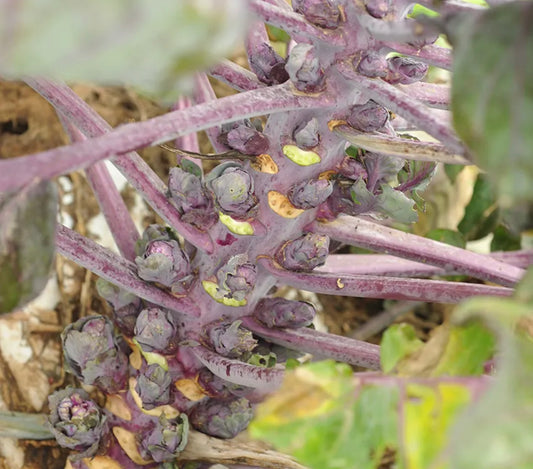 Brussel Sprouts Red Rubine