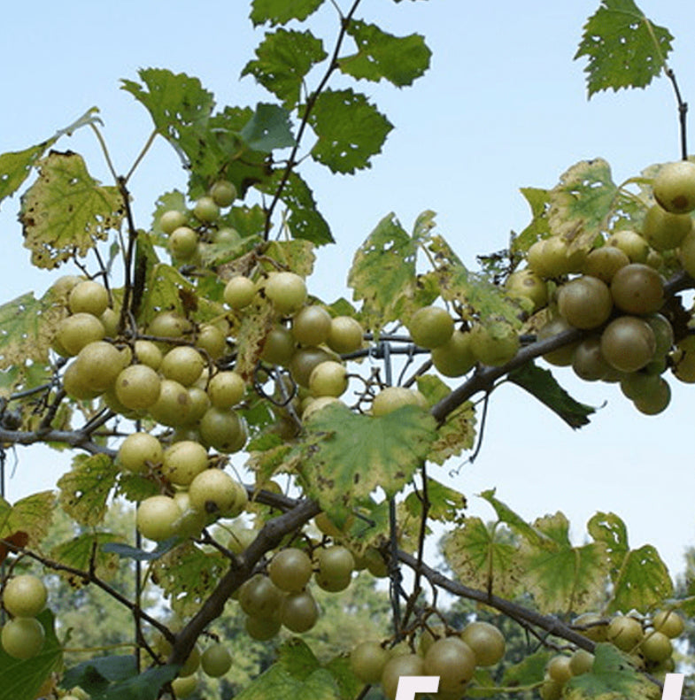 Grapevine Fry Scuppernong