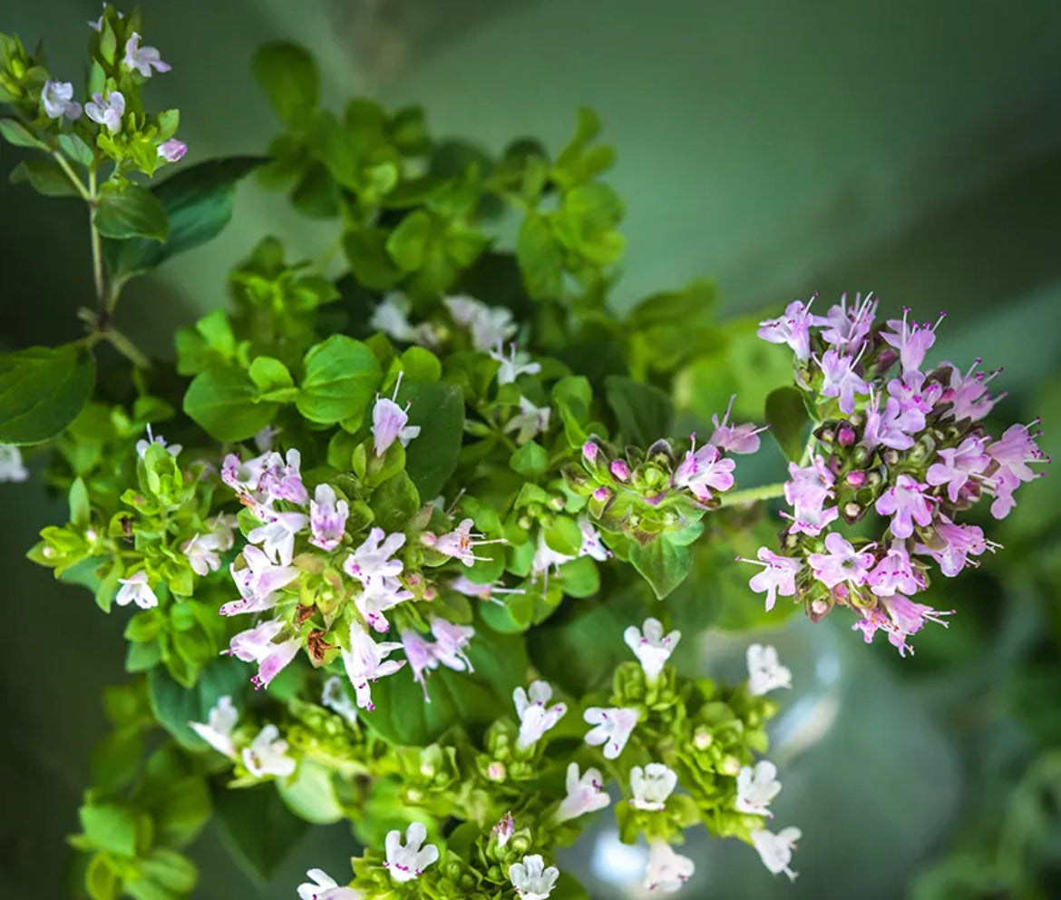 Herb Oregano Vulgare