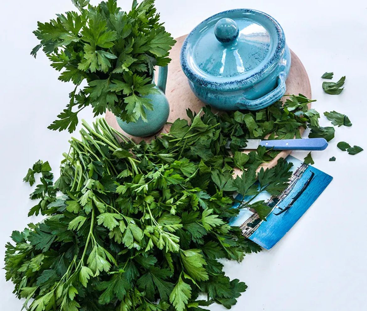 Herb Parsley Giant of Italy