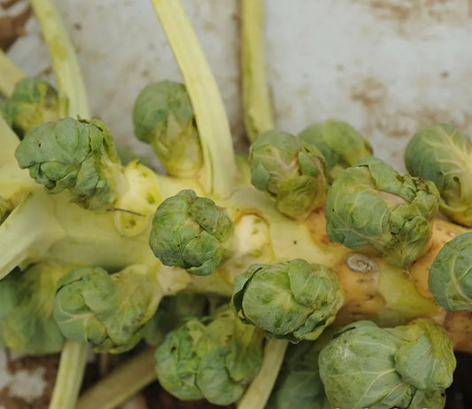 Brussel Sprouts Groninger