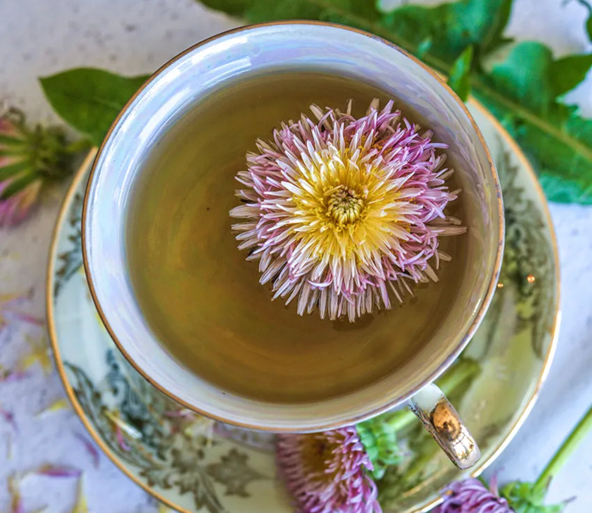 Flower Medicinal Dandelion Pink