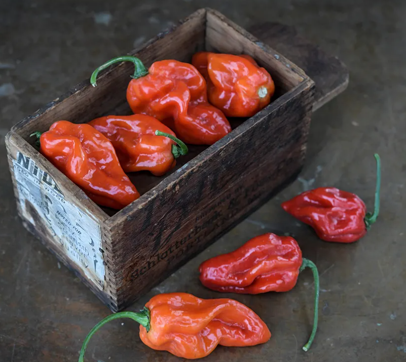 Hot Pepper Red Habanero